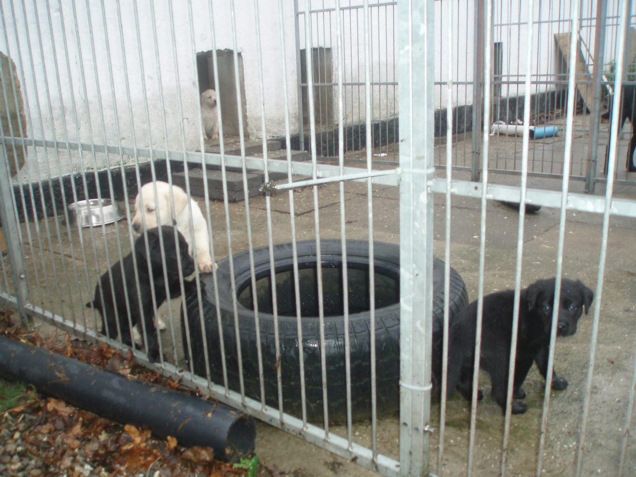 Tilbage i hundegården